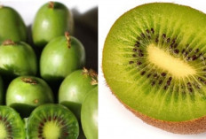 Kiwi vs. Kiwiberry: Dua Buah Hijau yang Menyimpan Rahasia Berbeda