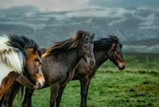 Icelandic Horse: Kuda Tangguh yang Bertahan di Iklim Ekstrem Islandia
