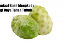 Kandungan Vitamin C Mengkudu, Perisai Alami Lawan Penyakit