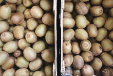 Cara Alami Menjaga Penglihatan dengan Konsumsi Buah Kiwi