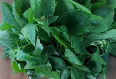 Tak Disangka! Daun Sintrong Kaya Antioksidan Penangkal Radikal Bebas