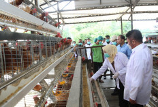 Sertifikasi NKV Dongkrak Daya Saing Produksi Telur Banyuasin di Pasar Nasional