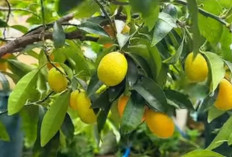 Kulit Jeruk Nagami: Superfood yang Sering Terabaikan, Ini Manfaatnya!