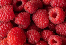 Raspberry, Buah Cantik Penangkal Penyakit: Dari Jantung Sehat hingga Kulit Glowing