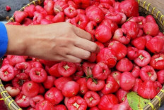 Ingin Gula Darah Stabil Tanpa Obat? Coba Konsumsi Buah Ini Setiap Hari
