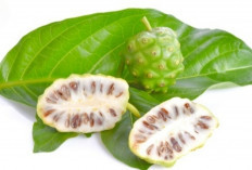 Atasi Arthritis dengan Mengkudu, Herbal Kaya Antiinflamasi