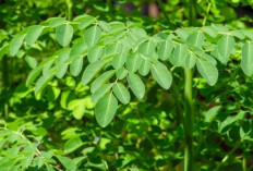 Daun Kelor untuk Turunkan Berat Badan: Fakta, Manfaat, dan Cara Konsumsi