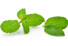 Gangguan Pencernaan Hilang Seketika! Coba Daun Mint dengan Cara Ini!