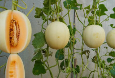 Berkebun Melon di Rumah: Teknik Sederhana dengan Hasil Maksimal