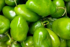 Kenalan dengan Cabai Gendot, Si Pedas Eksotis dari Dieng
