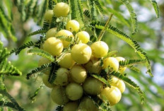 Menjaga Kesehatan Usus dengan Buah Malaka, Si Kecil Penuh Manfaat