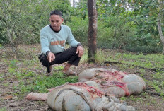 Peternak Resah, Pencurian Sapi Disertai Penjagalan Marak di Banyuasin III
