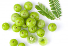 Buah Kecil, Khasiat Besar! Ini 7 Manfaat Luar Biasa Buah Malaka