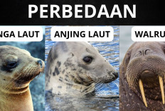 Walrus, Anjing Laut dan Singa Laut Apa Sih Bedanya?