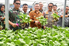 Sumsel Perkuat Ketahanan Pangan Lokal Dengan Inisiasi  Urban Farming 