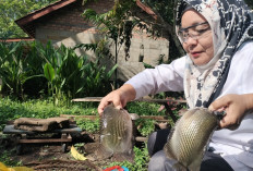 Ikan Melimpah di Dusun Manggus, Warga Bergembira