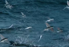 Bukan Burung, Tapi Bisa ‘Terbang’: Fakta Unik Ikan Terbang