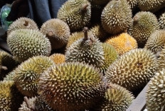 Musim Durian Tiba! Begini Cara Memilih Durian Berkulit Tebal dan Daging Manis