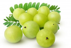 Buah Malaka, Si Kecil Penuh Khasiat untuk Perkuat Sistem Imun