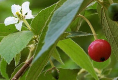 Bolehkah Makan Buah Kersen Tiap Hari? Ini 7 Manfaat Utamanya!