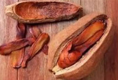 Buah Pahit, Khasiat Hebat: Inilah Manfaat Ajaib Buah Mahoni