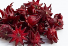 Waspada Hipertensi? Coba Konsumsi Rosella Setiap Hari!