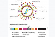 HMPV: Virus Pernafasan yang Wajib Diwaspadai, Tapi Jangan Panik