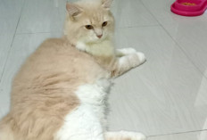 Mengapa Kotoran Kucing Berbahaya untuk Tanaman? Ini Alasannya!