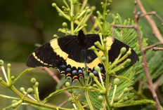 Papilio Garamas: Kupu-kupu Swallowtail Raksasa yang Terancam Punah