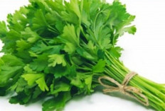 Cuma Minum Jus Seledri, Stres dan Cemas Bisa Hilang Tanpa Obat!