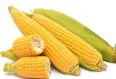Mengontrol Gula Darah dengan Jagung: Fakta atau Mitos?