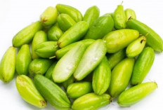 Manfaat Belimbing Wuluh untuk Usus Sehat dan Terhindar dari Sembelit