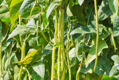 Mengapa Kacang Panjang Baik untuk Jantung? Ini Kandungan dan Manfaatnya