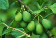 Mengelola Gula Darah dengan Buah Bidara: Manfaat dan Cara Konsumsinya