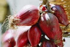 Rahasia Bawang Dayak dalam Menstabilkan Tekanan Darah dan Kolesterol