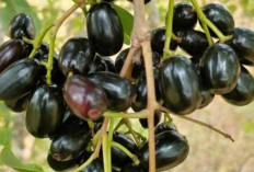 Kulit Sehat dan Glowing Berkat Buah Jamblang, Ini Rahasianya!