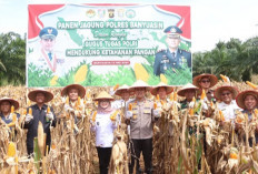 Polres Banyuasin Panen Jagung Perdana, Wujud Nyata Komitmen Dukung Ketahanan Pangan