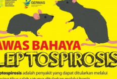 Leptospirosis: Ancaman Tersembunyi yang Mengancam Ginjal dan Hati