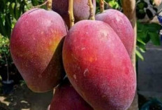 Rahasia di Balik Harga Fantastis Mangga Red Miyazaki: Bukan Mangga Biasa!