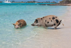 Pig Beach: Surga Tersembunyi di Bahama yang Dihuni Babi Berenang