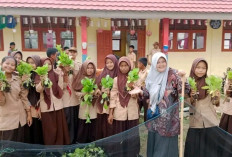 Manfaatkan Lahan Sempit, SMPN 1 Makarti Jaya Tanam Sayuran