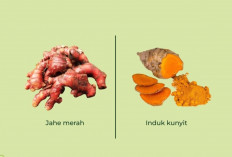 Jahe Merah vs. Induk Kunyit: Dua Herbal Ampuh untuk Kesehatan Tubuh