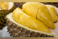 Kenapa Durian J-Queen Begitu Mahal? Ini Rahasianya!