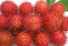 Buah Rambutan untuk Pencernaan Sehat dan Kulit Glowing