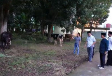 Semangat Berkurban di Banyuasin Meningkat! Potong 11 Sapi dan 7 Kambing