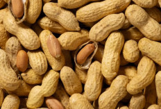 Jangan Remehkan Kacang Tanah! Ini Alasan Mengapa Ia Layak Dikonsumsi Rutin