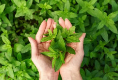 Manisnya Sehat! Ini 8 Fakta Menarik tentang Stevia