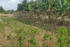 Cabai Rawit Jadi Harapan Ekonomi Warga