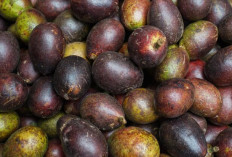 Kenali Matoa, Buah Langka yang Punya Rasa Leci dan Sejuta Khasiat