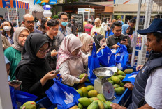 Diberdayakan BRI, Petani Mangga Bondowoso Mampu Perluas Lahan dan Tingkatkan Taraf Hidup